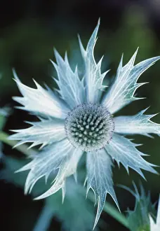 Giganteum: Sea Holly