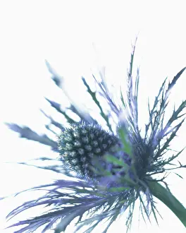Eryngo: Sea holly