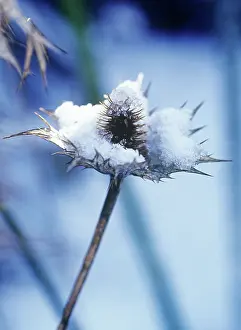 Giganteum: Sea Holly