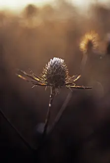 Tripartitum: Sea Holly