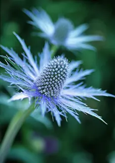 Eryngium: Sea Holly
