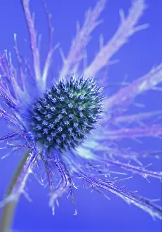 Eryngium: Sea Holly