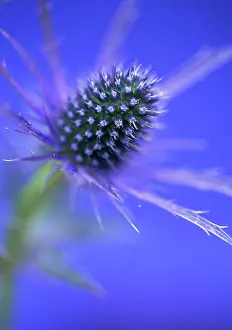 Eryngium: Sea Holly