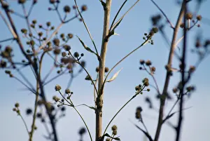 Eryngium: Sea Holly