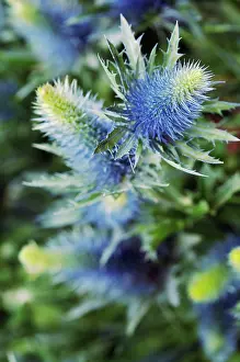Eryngium: Sea Holly