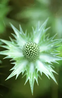 Giganteum: Sea Holly