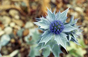 Eryngium: Sea Holly