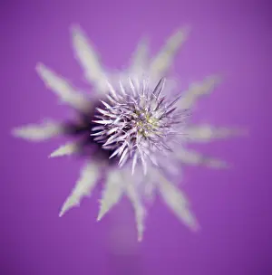 Eryngium: Sea Holly