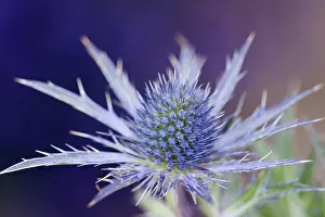 Bracts: Sea Holly