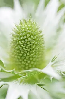 Giganteum: Sea Holly