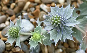 Eryngium: Sea holly