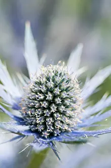 Eryngium: Sea holly