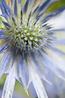 Eryngium: Sea holly