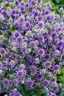 Eryngium: Sea Holly