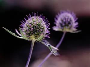 Eryngium: Sea Holly