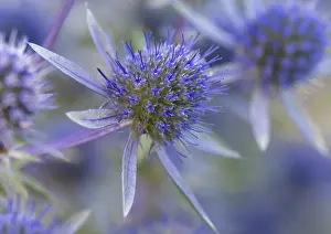Eryngium: Sea Holly