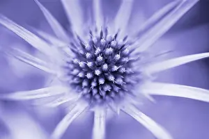 Optimism: Sea Holly