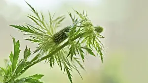 Bracts: Sea holly