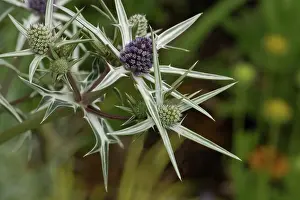 Bracts: Sea holly