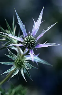 Eryngium: Sea Holly