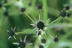 Eryngium: Sea Holly