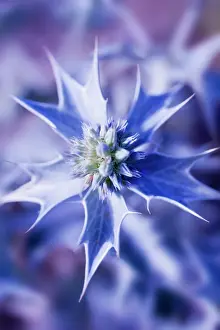 Eryngium: Sea Holly