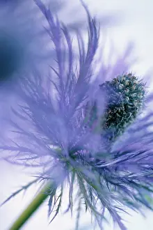 Eryngium: Sea Holly