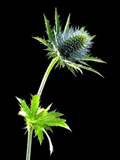 Radiant: Sea holly