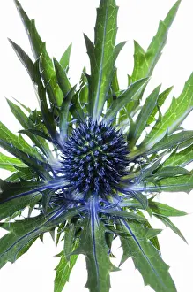 Eryngium: Sea Holly