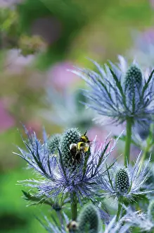 Eryngium: Sea Holly