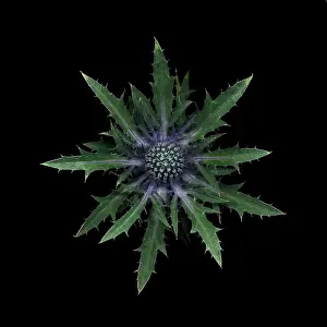 Geometrical: Sea Holly