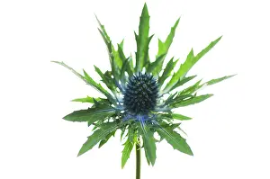 Sea Holly