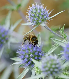 Eryngium: Sea Holly