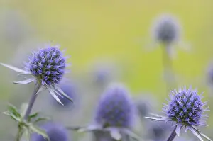 Eryngium: Sea Holly