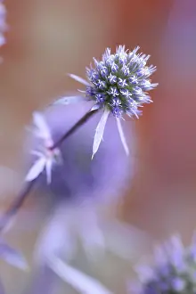 Bracts: Sea Holly