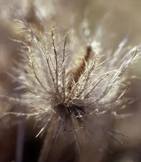 Intricate: Sea Holly