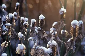 Maturing: Sea Holly