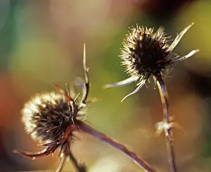 Holly: Sea Holly