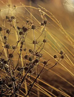 Maturing: Sea Holly