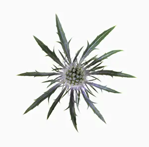 Holly: Sea holly