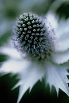 Resistant: Sea Holly
