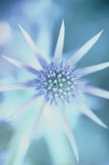 Pointy: Sea Holly