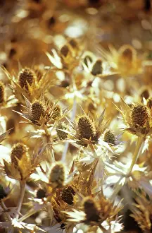 Maturing: Sea Holly