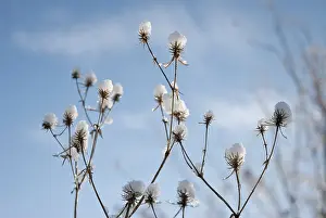 Persistence: Sea Holly