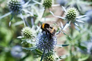 Eryngium: Sea Holly, Eryngium caeruleum, Bee feeding on the