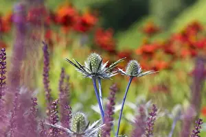 Thistle: Sea holly, Eryngium cultivar, Blue subject