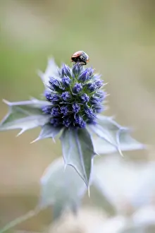 Eryngium: Sea holly, Eryngium maritimum, Close view of one