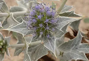 Holm: Sea Holly, Eryngium maritimum, in flower on sand-dunes