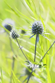 Holly: Sea holly, Eryngium planum, Growing against bright