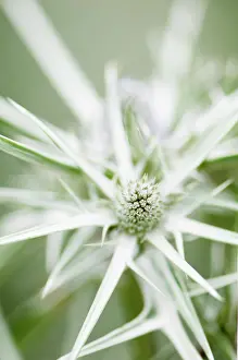Tough: Sea holly, Eryngium variifolium close up of flower